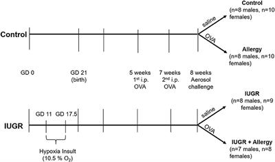 Intrauterine Growth Restriction Promotes Postnatal Airway Hyperresponsiveness Independent of Allergic Disease